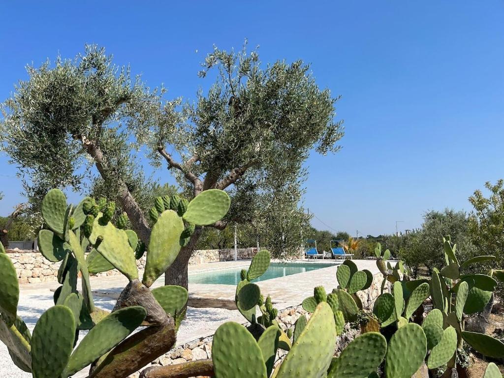 Casa Giuliveto - Charmantes Ferienhaus Mit Privatpool In Olivenhain Ostuni Extérieur photo