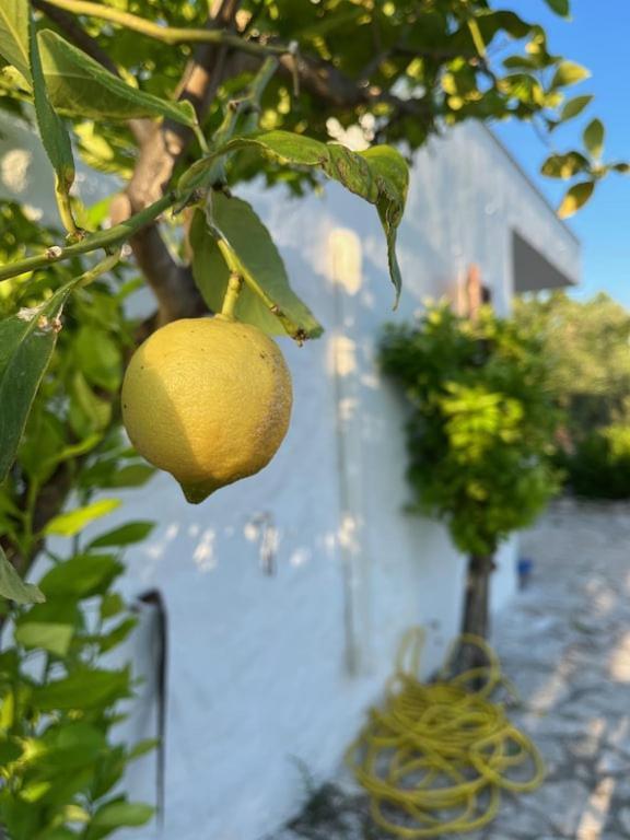 Casa Giuliveto - Charmantes Ferienhaus Mit Privatpool In Olivenhain Ostuni Extérieur photo